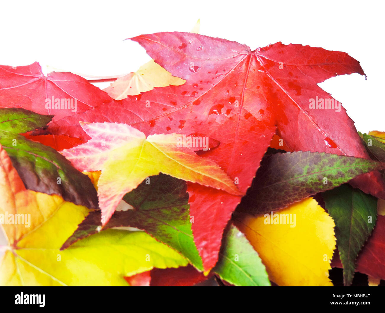 Les feuilles d'automne ou de l'automne feuillage, feuilles isolé sur fond blanc. Un automne feuilles, isolé sur blanc avec copie espace. Banque D'Images