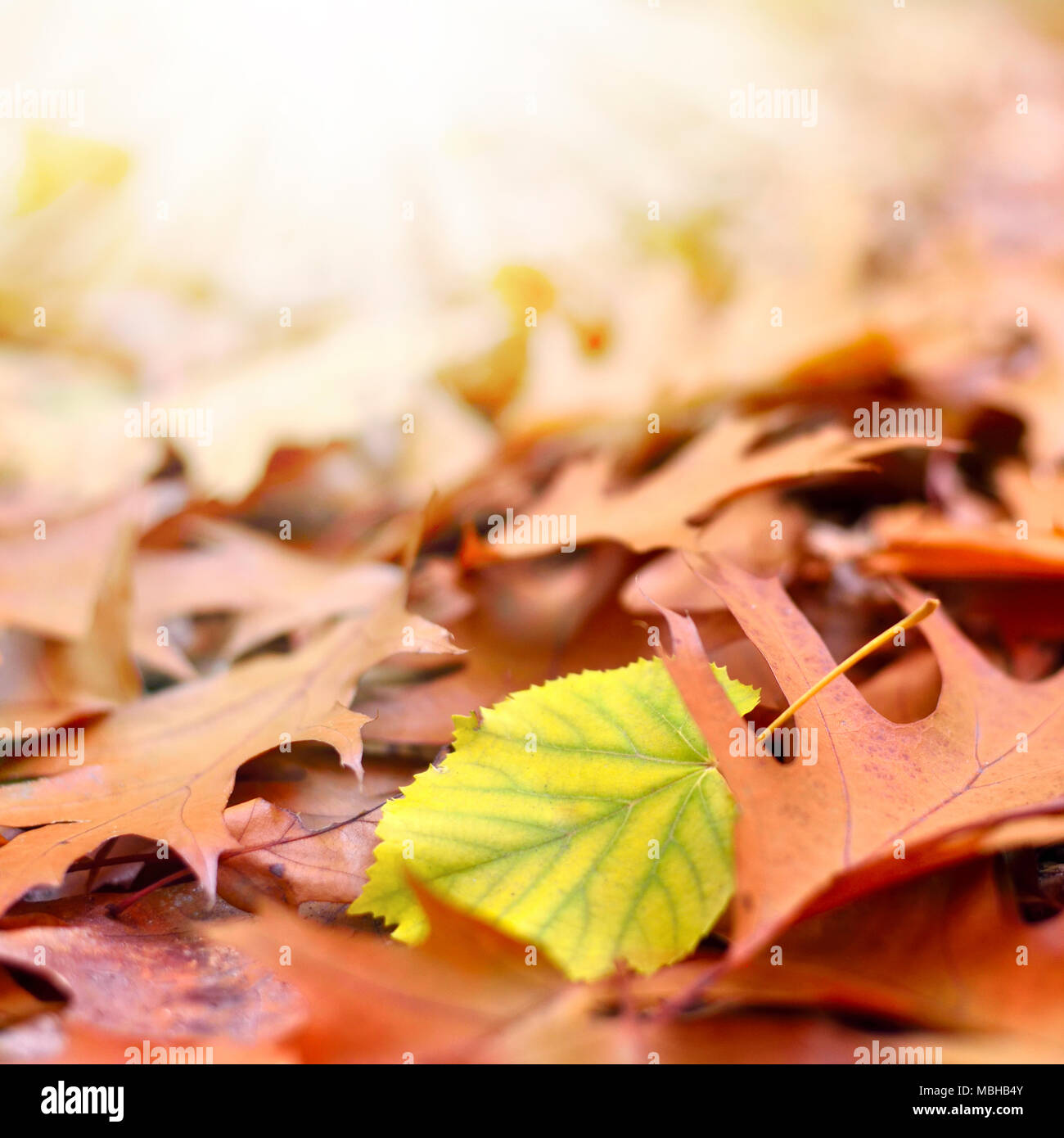 Les feuilles d'automne, le sol de la forêt avec la lumière du soleil et l'accent sélective. Feuillage de l'automne, gros plan. Banque D'Images