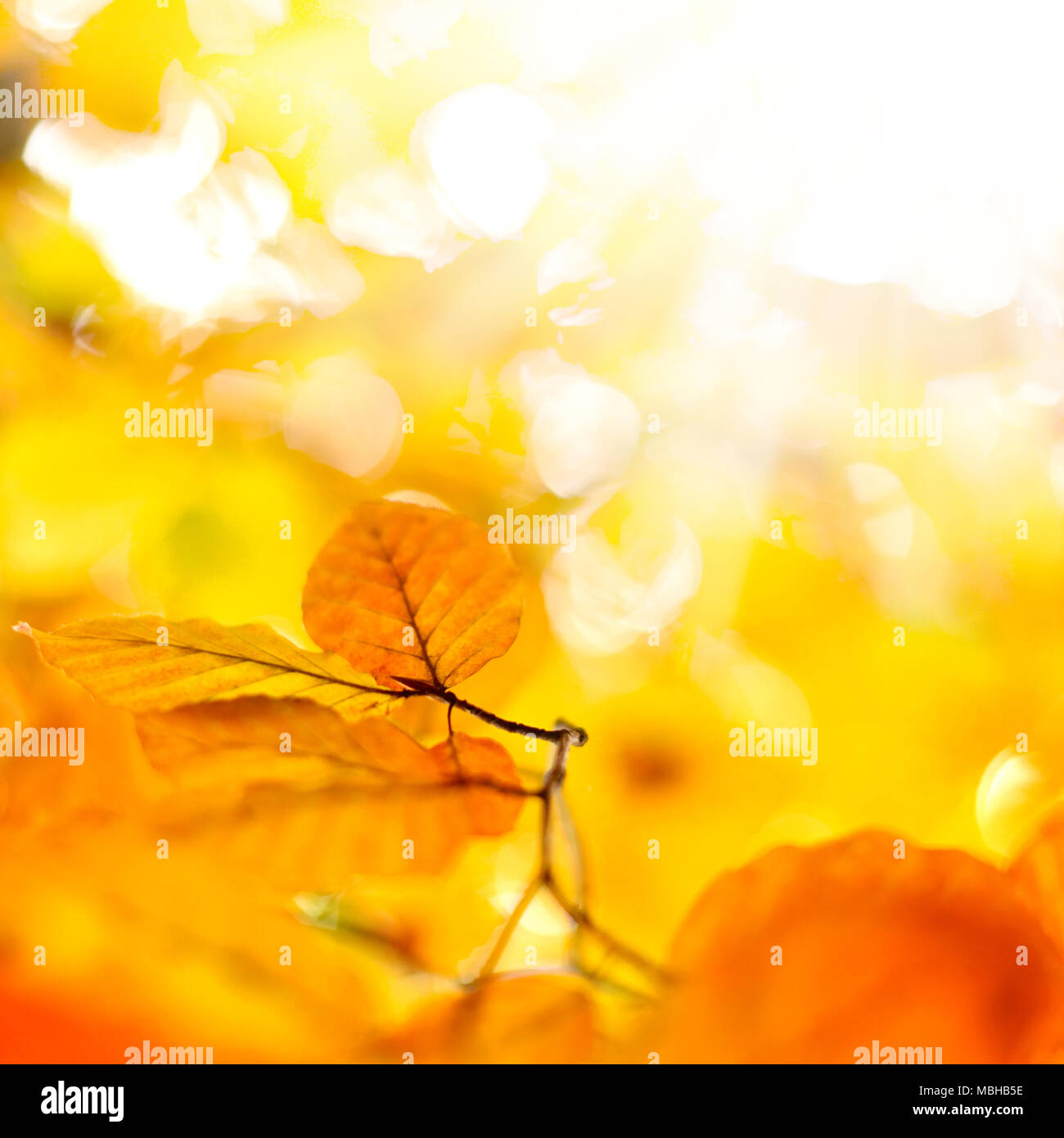 Les feuilles d'automne ou le feuillage avec arrière-plan flou et copiez l'espace. Feuilles de hêtre, nature de couleur orange. Banque D'Images