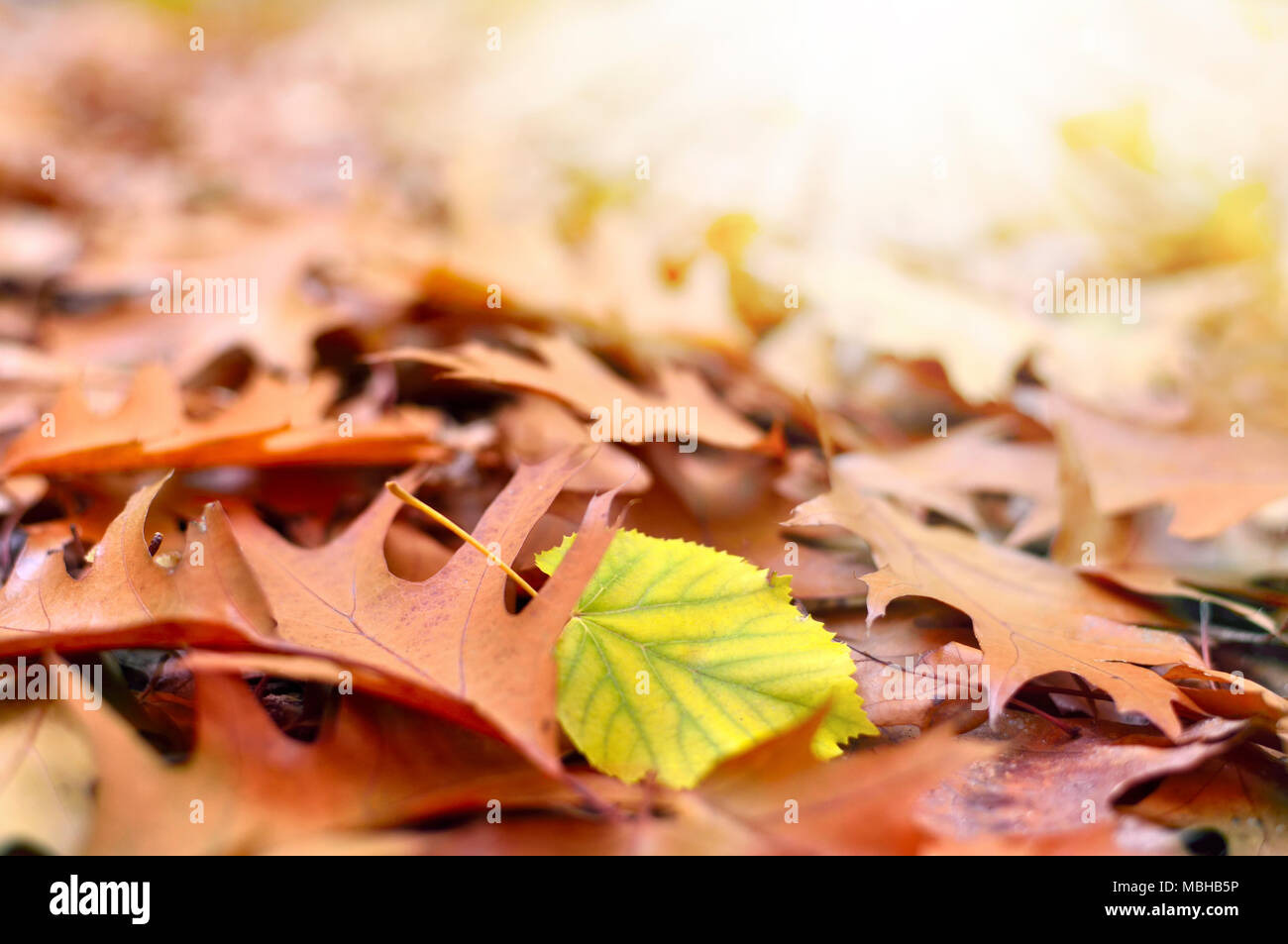 Les feuilles d'automne, le sol de la forêt avec la lumière du soleil et l'accent sélective. Feuillage de l'automne, gros plan. Banque D'Images