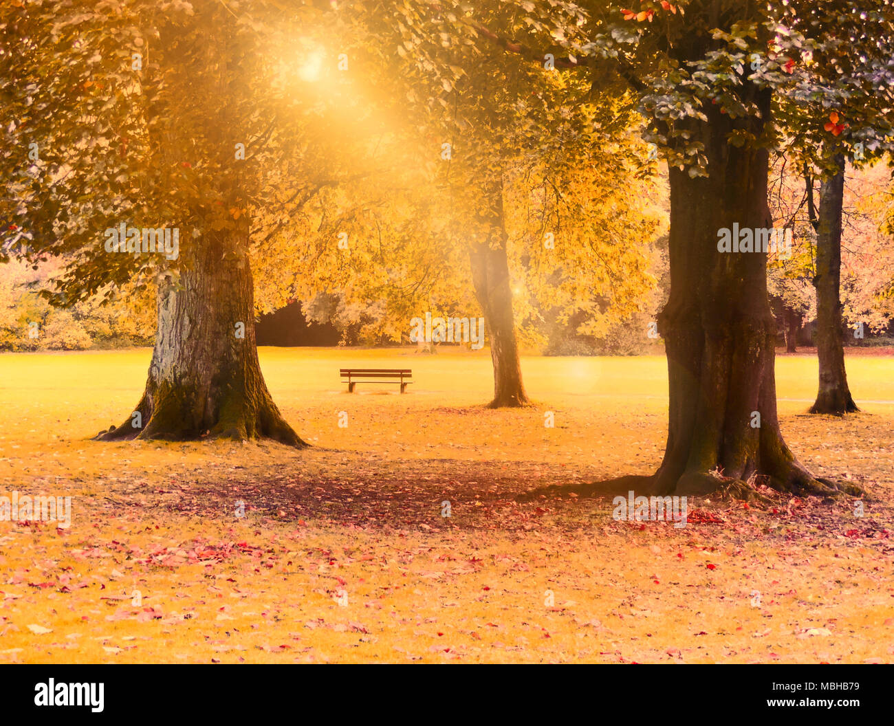 Automne fond, scène de parc avec arbres colorés et pré. Feuillage de l'automne, scène idyllique à l'automne. Banque D'Images
