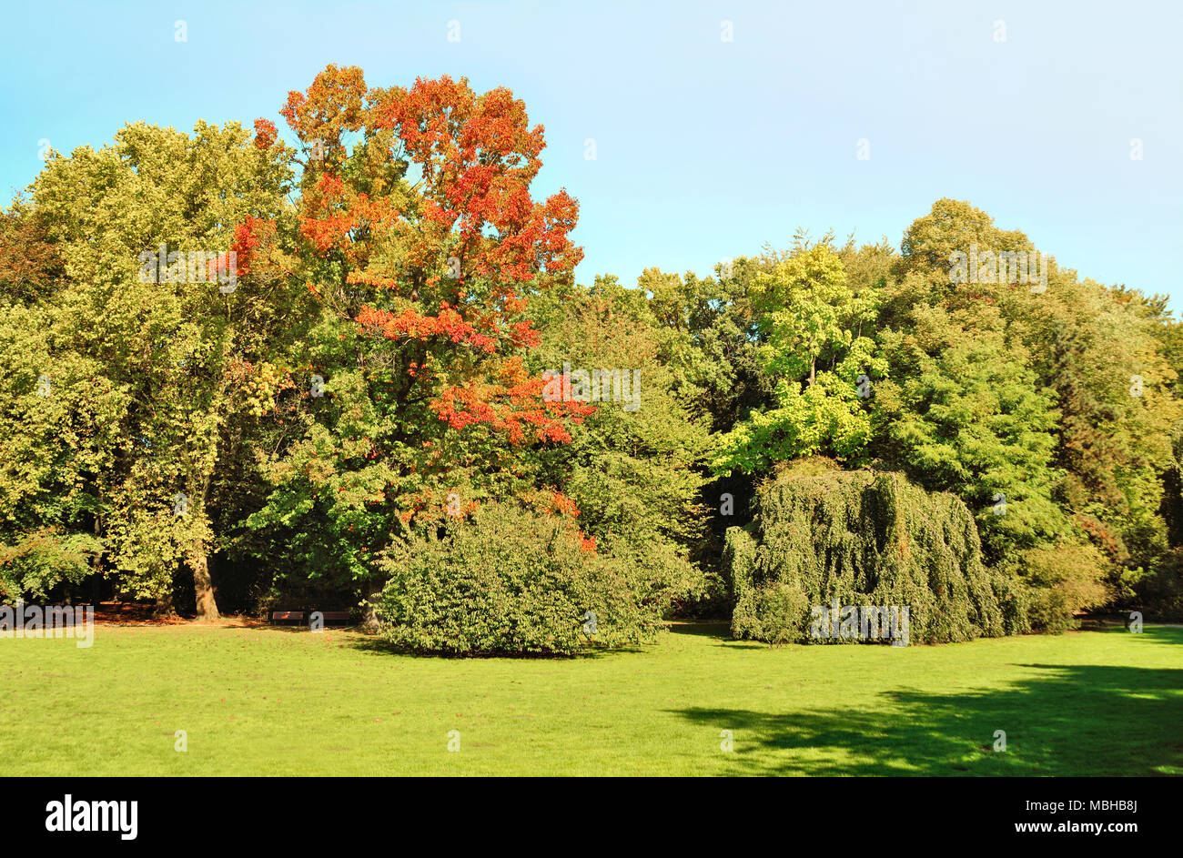 Automne fond, scène de parc avec arbres colorés et pré. Feuillage de l'automne, scène idyllique à l'automne. Banque D'Images