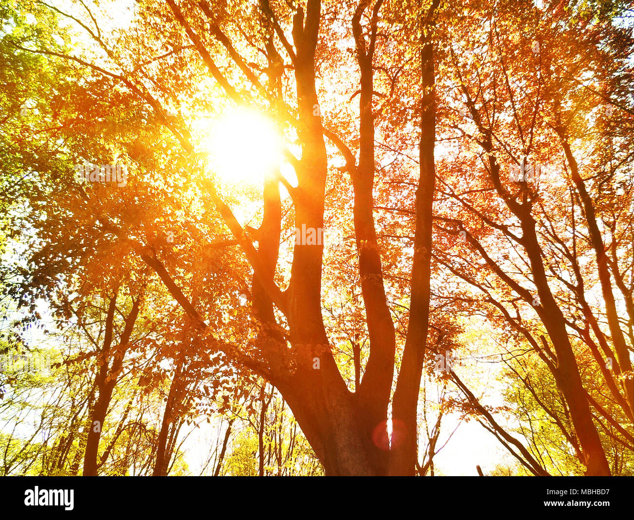 Les arbres d'automne et golden sun, forêt d'automne arrière-plan. Banque D'Images