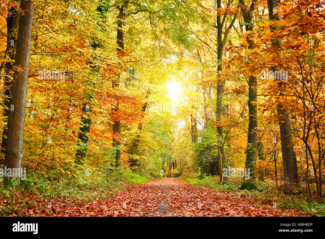 Forêt d'automne arrière-plan avec sentier et golden sun. Scène d'automne feuillage d'automne et arbres colorés. Banque D'Images