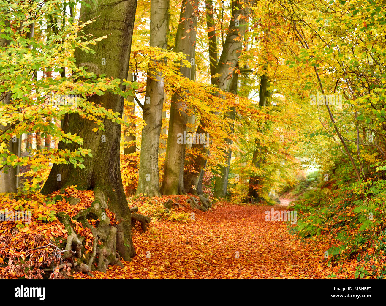 Forêt d'automne arrière-plan avec sentier et golden sun. Scène d'automne feuillage d'automne et arbres colorés. Banque D'Images