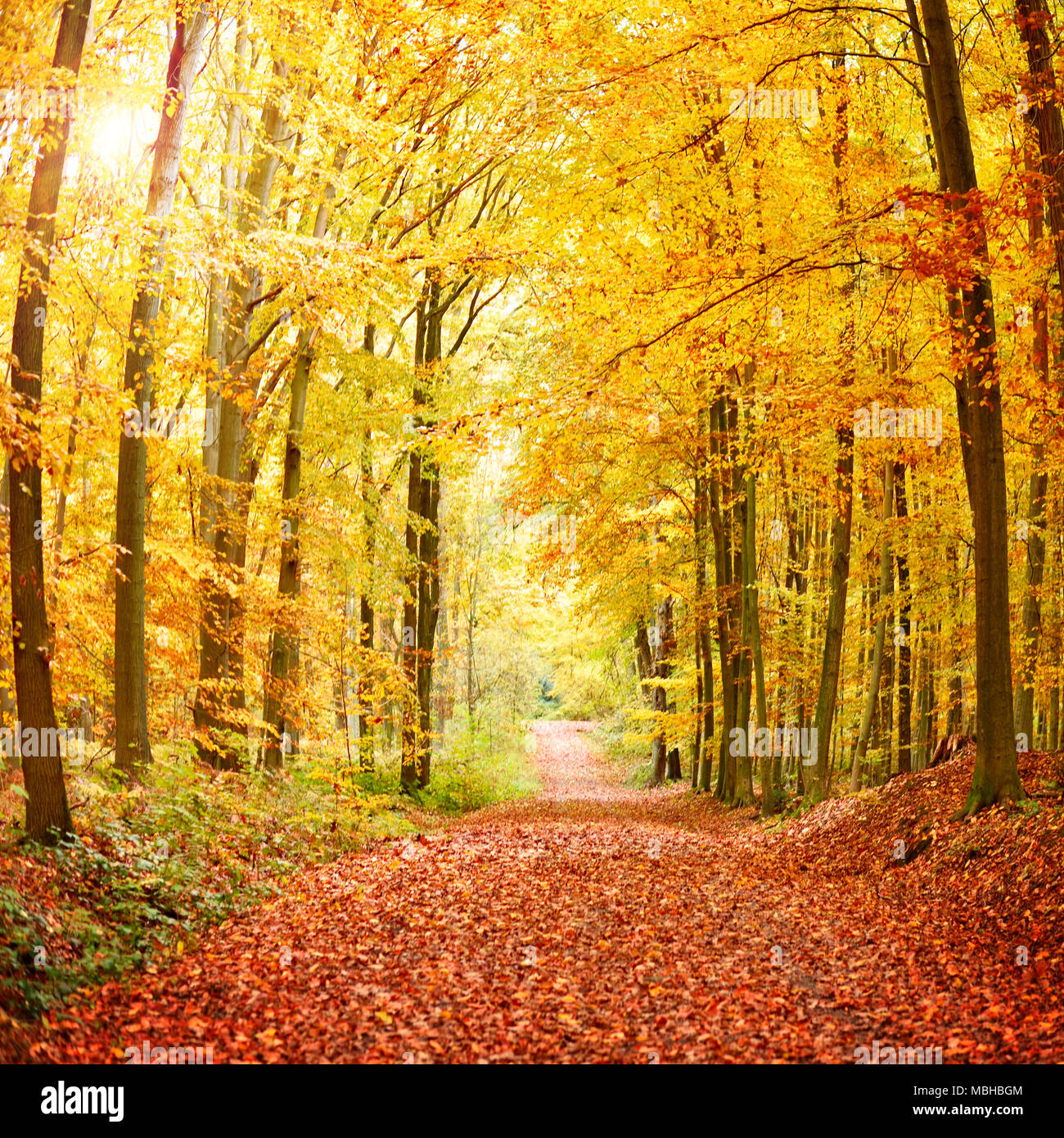 Forêt d'automne arrière-plan avec sentier et golden sun. Scène d'automne feuillage d'automne et arbres colorés. Banque D'Images
