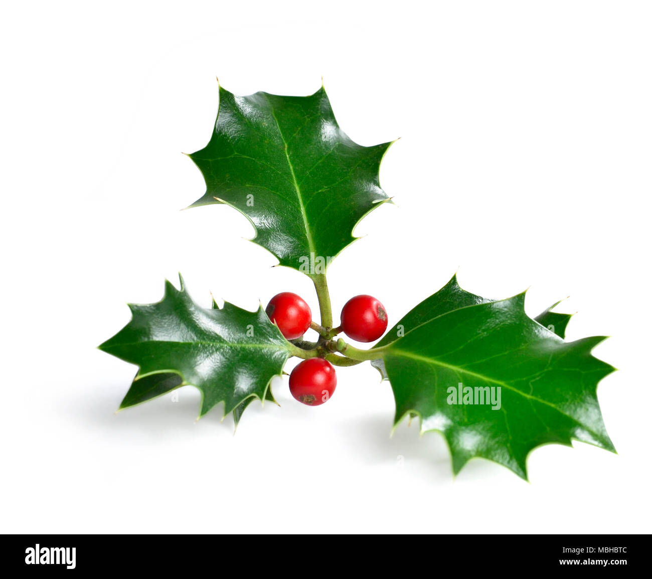 Houx de Noël, élément de conception. Décoration de Noël, Noël plante. Banque D'Images