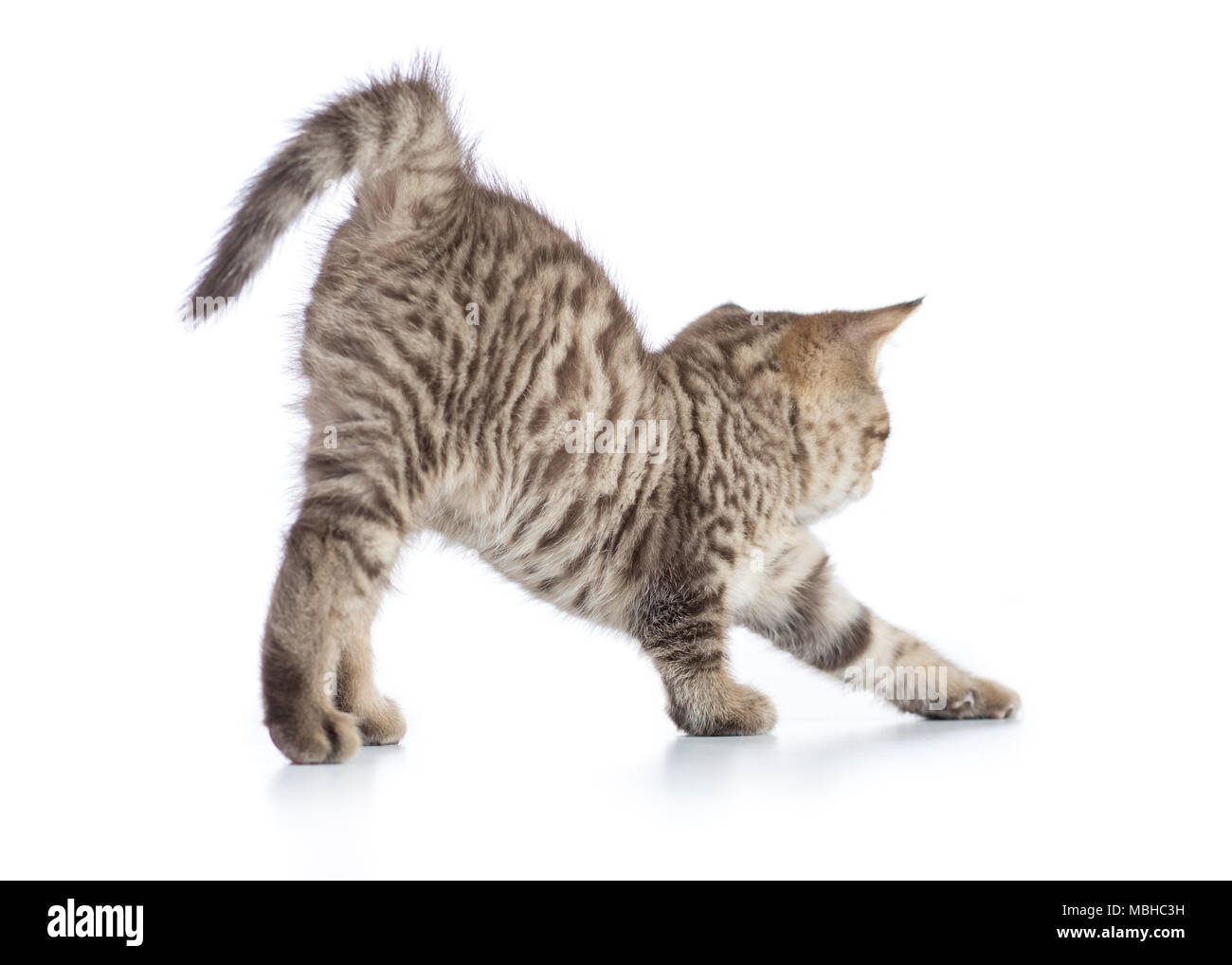 Tabby chaton mignon qui s'étend sur fond blanc Banque D'Images
