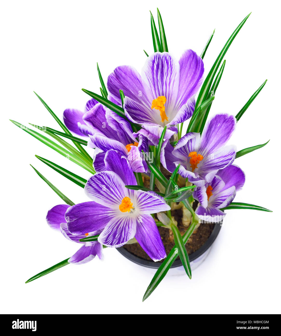 Purple crocus, fleurs de printemps wit focus sélectif. Fleurs crocus bleu isolé. Isolé sur fond blanc. Banque D'Images