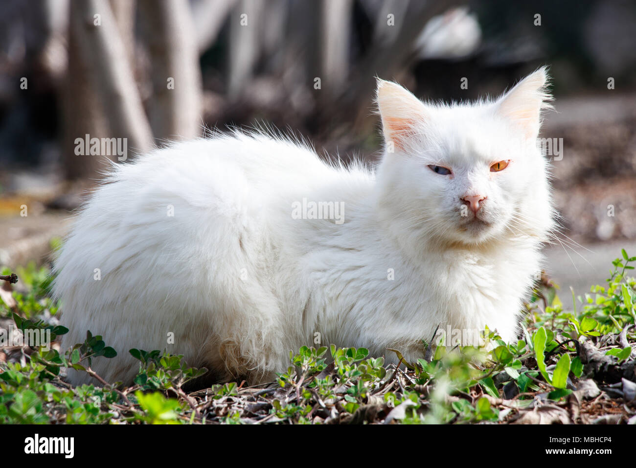 Chat blanc a des yeux bleu jaune dans la nature Banque D'Images