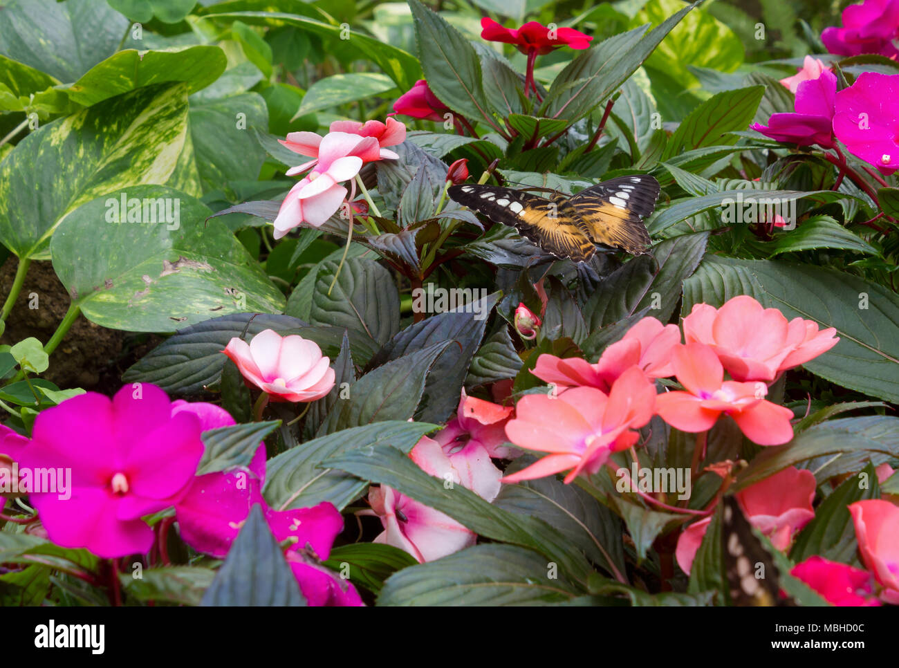 Papillon jaune et noir reposant parmi les belles fleurs Banque D'Images