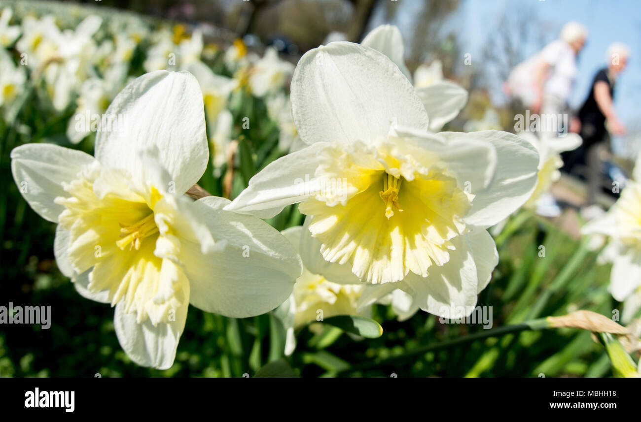 Hanovre, Allemagne. 10 avr, 2018. 10 avril 2018, Hanovre, Allemagne : la floraison des jonquilles Maschpark. Credit : Hauke-Christian Dittrich/dpa/Alamy Live News Banque D'Images