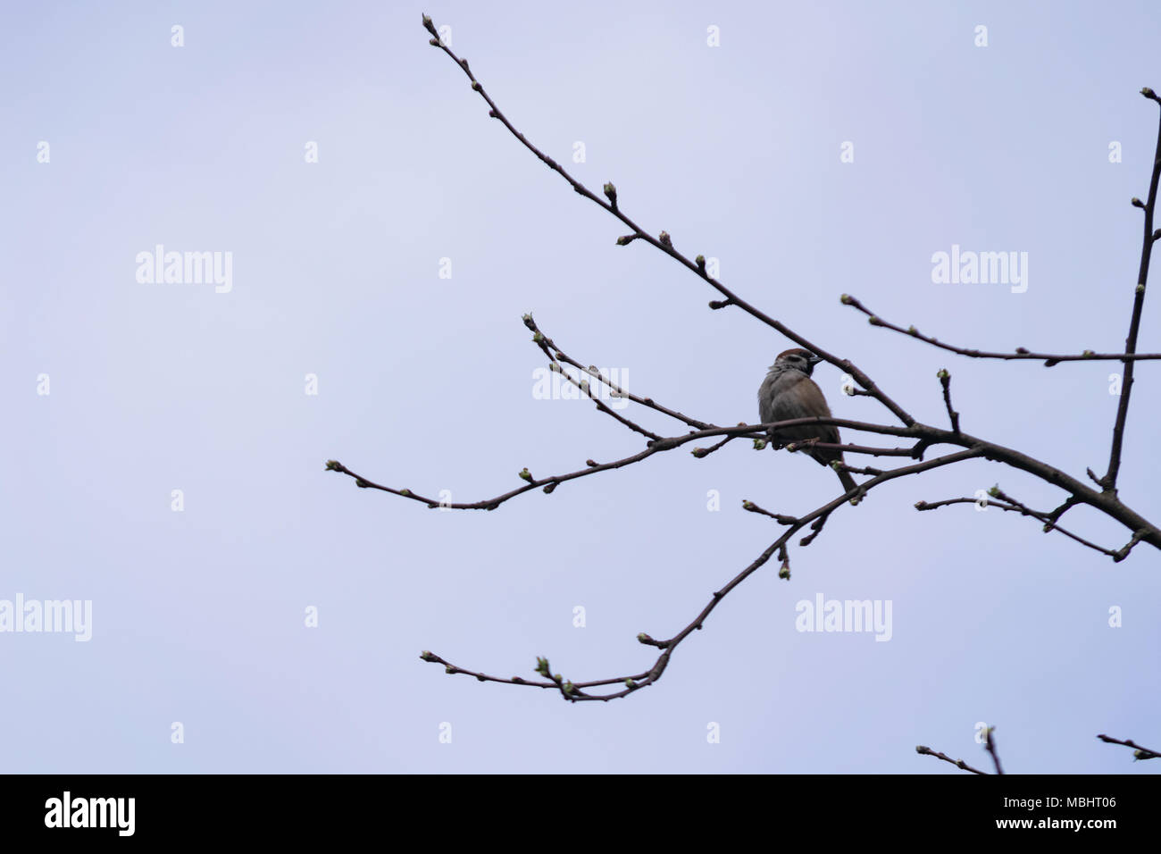 La Pologne, Głębowice, 11 Avr 2018. Les Moineau domestique (Passer domesticus). La population sparrow en Pologne est estimé à 5,7 - 6,9 millions de paires. Il représente près de 4 parties de la population européenne. Dans les années 80 du siècle précédent, il a été 3 fois plus qu'aujourd'hui. 20 mars, nous célébrons la Journée internationale de l'arrêt Sparrow. Credit : w124merc / Alamy Live News Banque D'Images