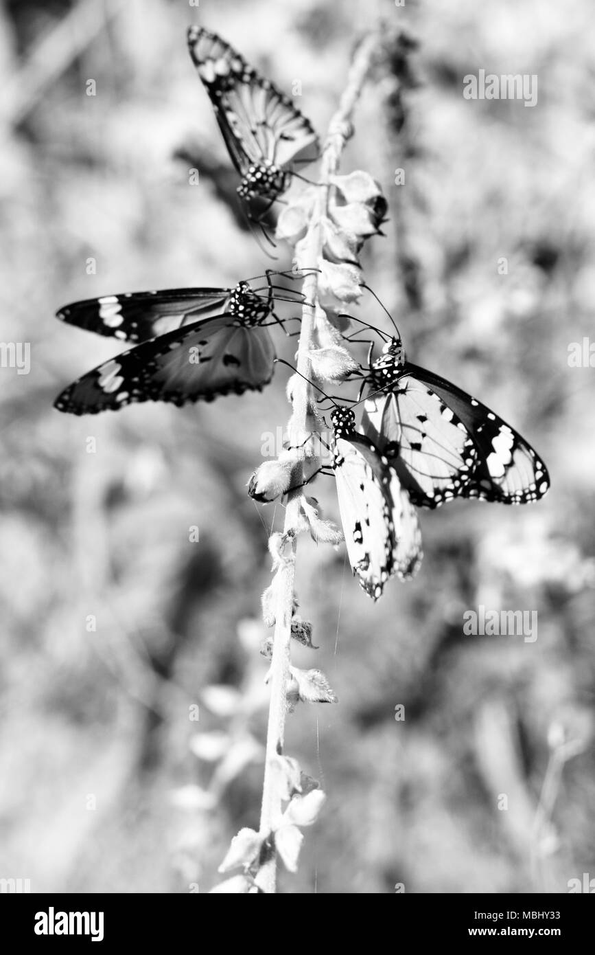 Papillon coloré, parc de conservation commune Ville Townsville, QLD, Australie, Pallarenda Banque D'Images