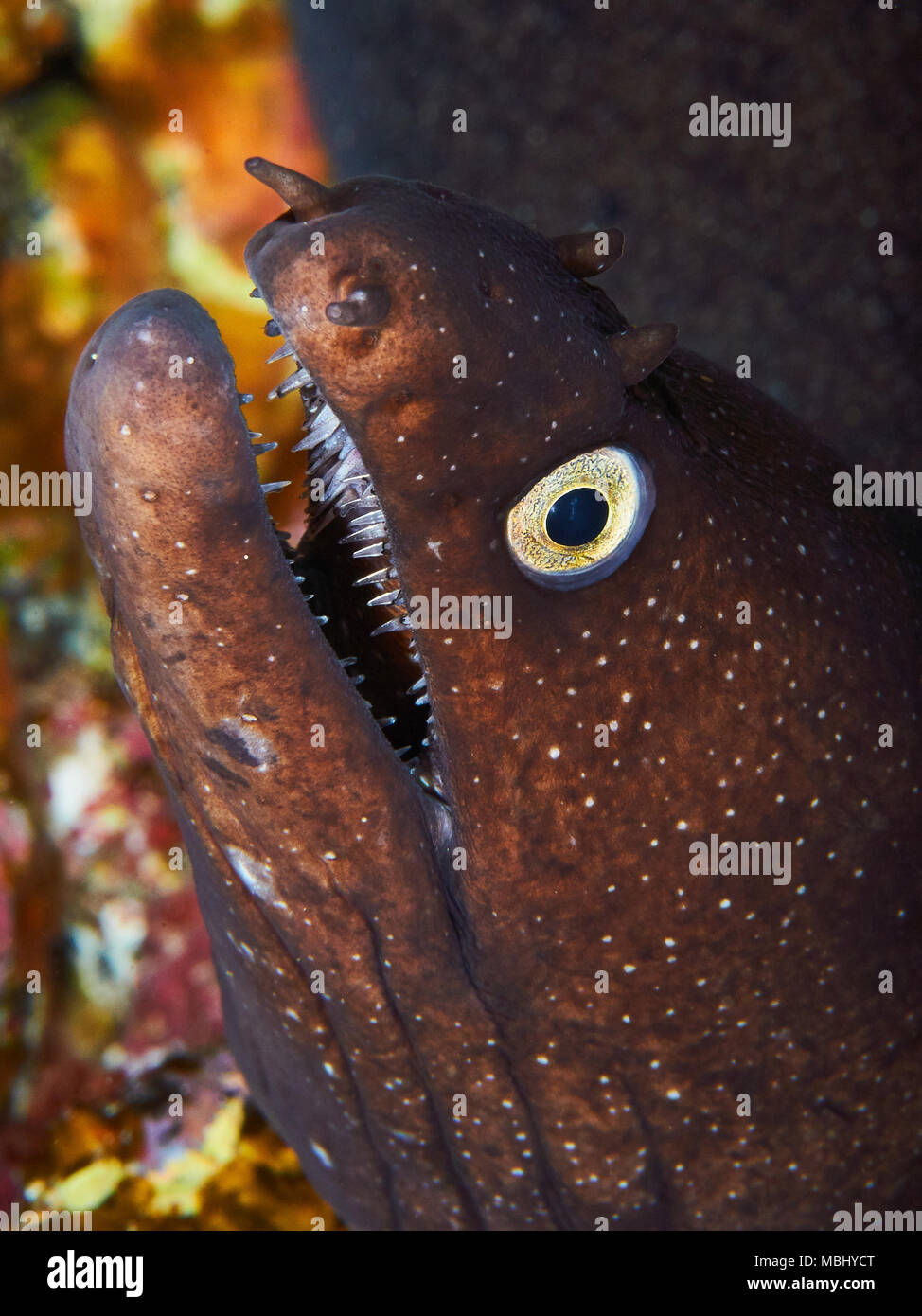 Portrait en gros plan à la Réserve marine de Mar de las Calmas (El Hierro, Îles Canaries, Espagne) Banque D'Images