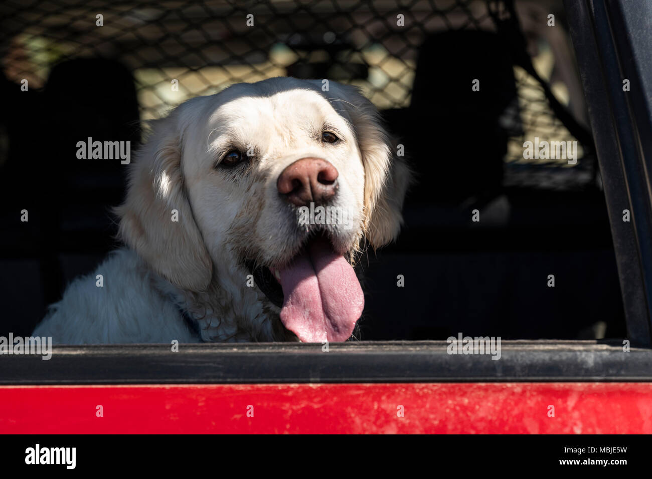 Couleur platine Golden Retriever dog en arrière d'un camion Banque D'Images