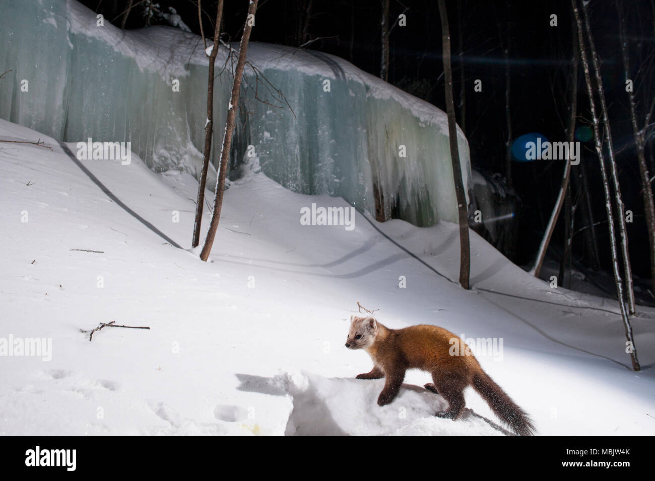 MAYNOOTH, ONTARIO, CANADA - Le 04 avril 2018 : A la martre (Martes americana), partie de la famille des Mustélidés Mustélidés / fourrages pour l'alimentation. ( Ryan Carter ) Banque D'Images