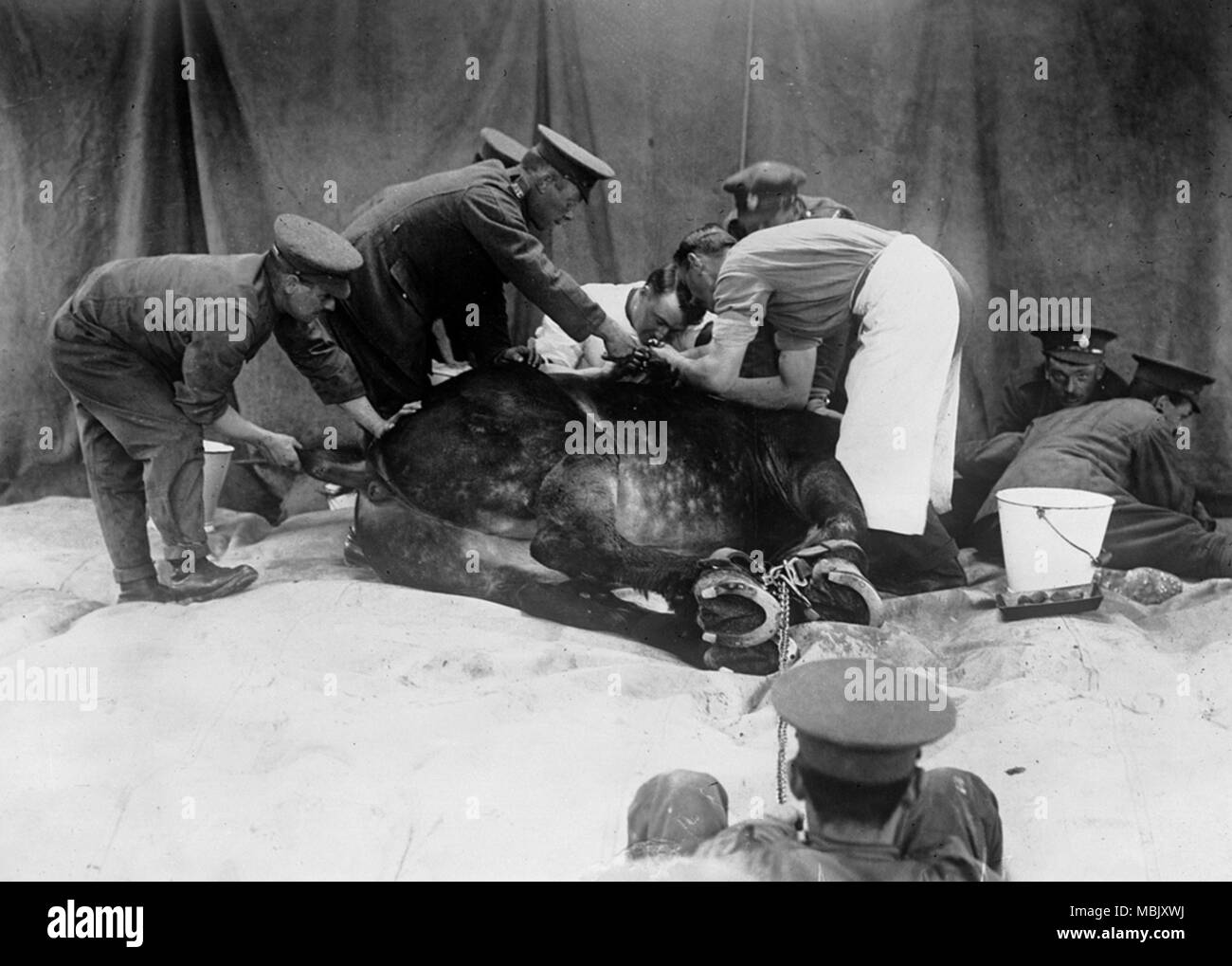 Un cheval du vétérinaire dans l'hôpital Banque D'Images