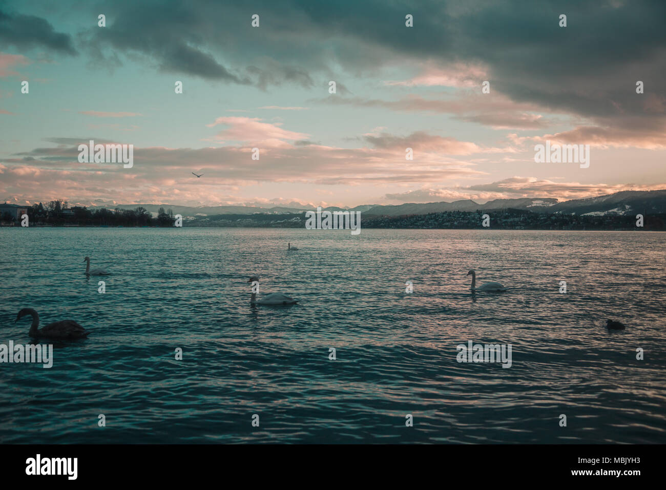 Les cygnes sur le lac de Zurich Suisse au coucher du soleil Banque D'Images