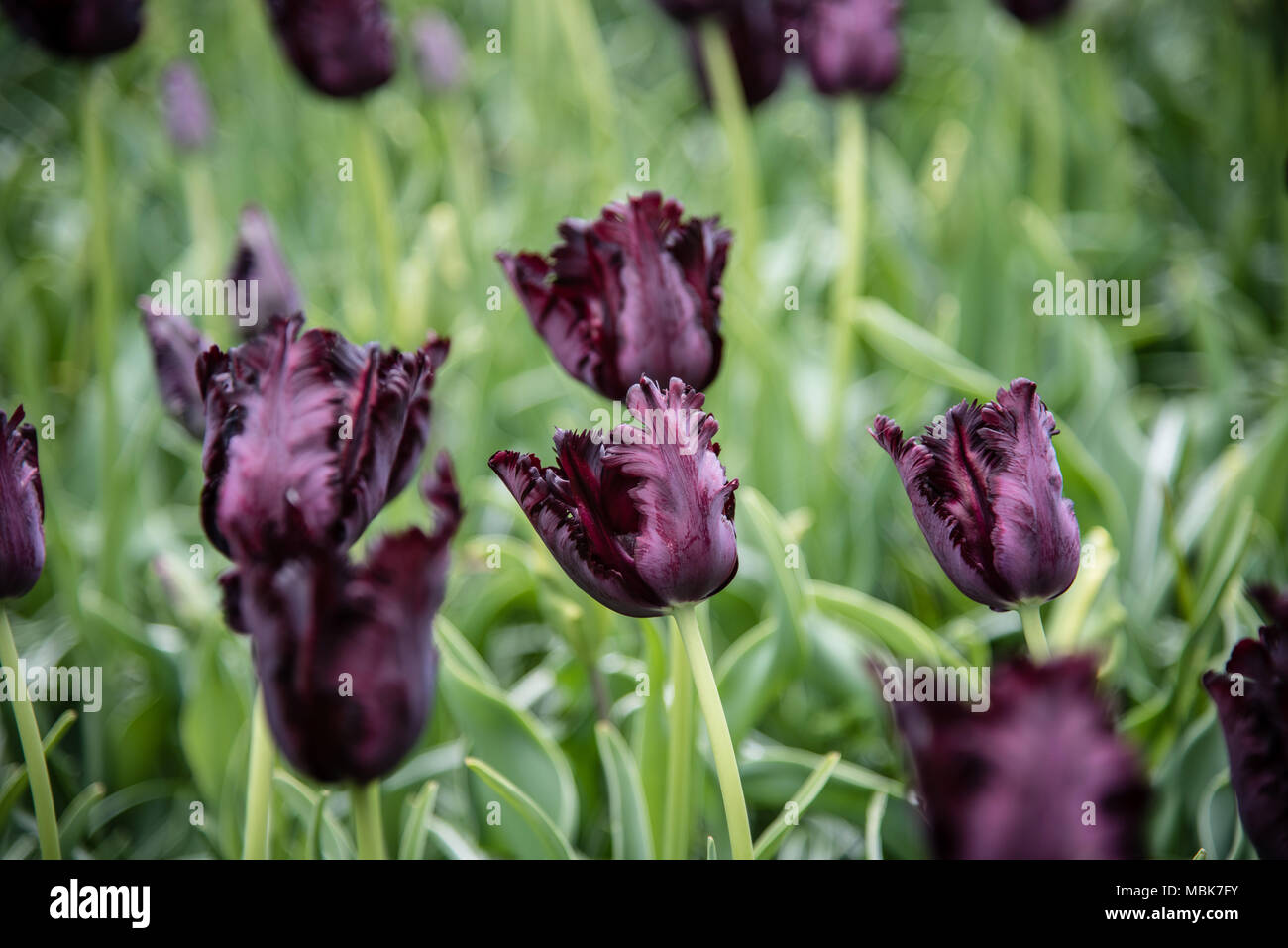 Black Parrot Tulips (violet) Banque D'Images