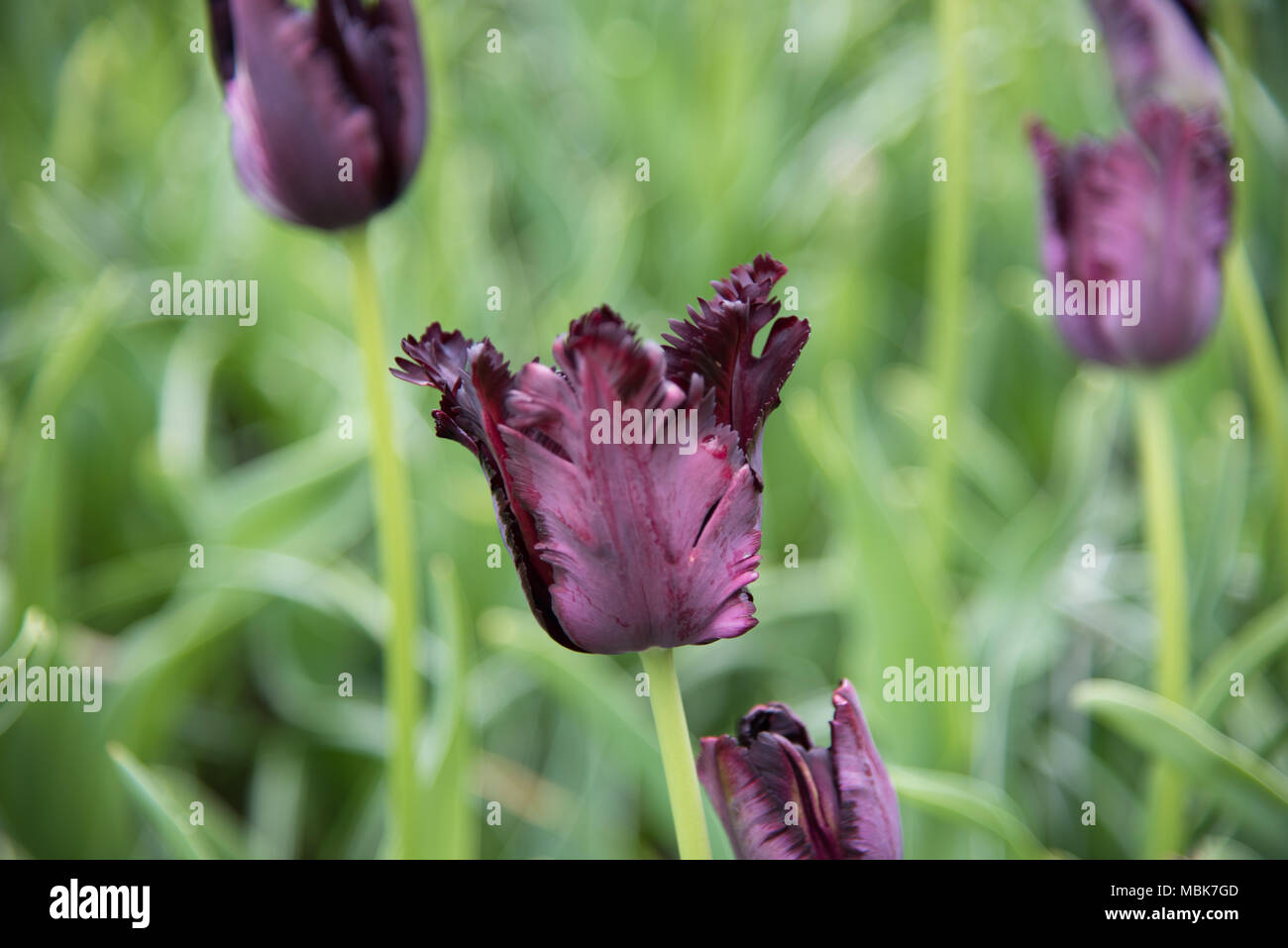 Black Parrot Tulips (violet) Banque D'Images