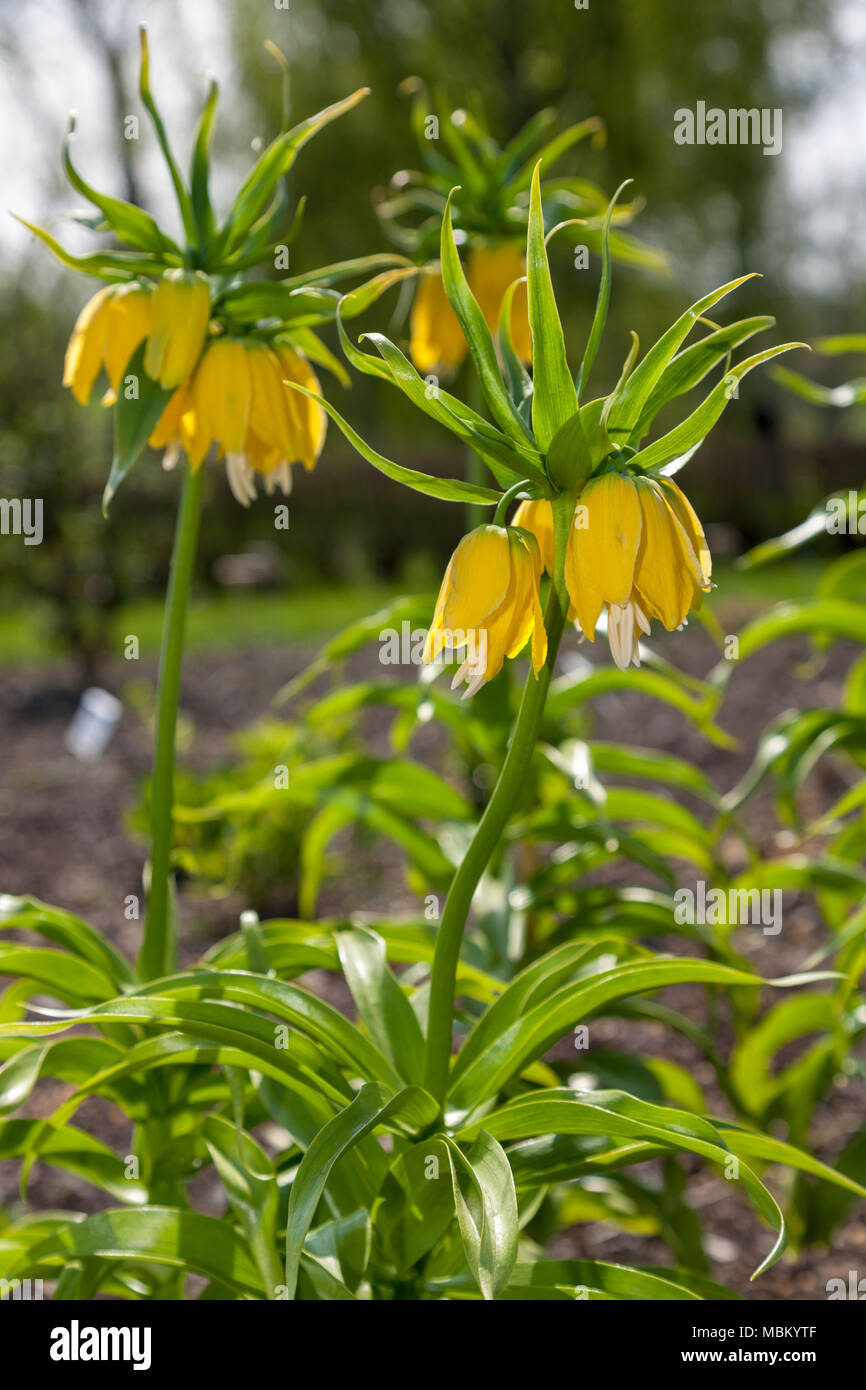 'Lutea' couronne impériale, Kejsarkrona, (Fritillaria imperialis) Banque D'Images