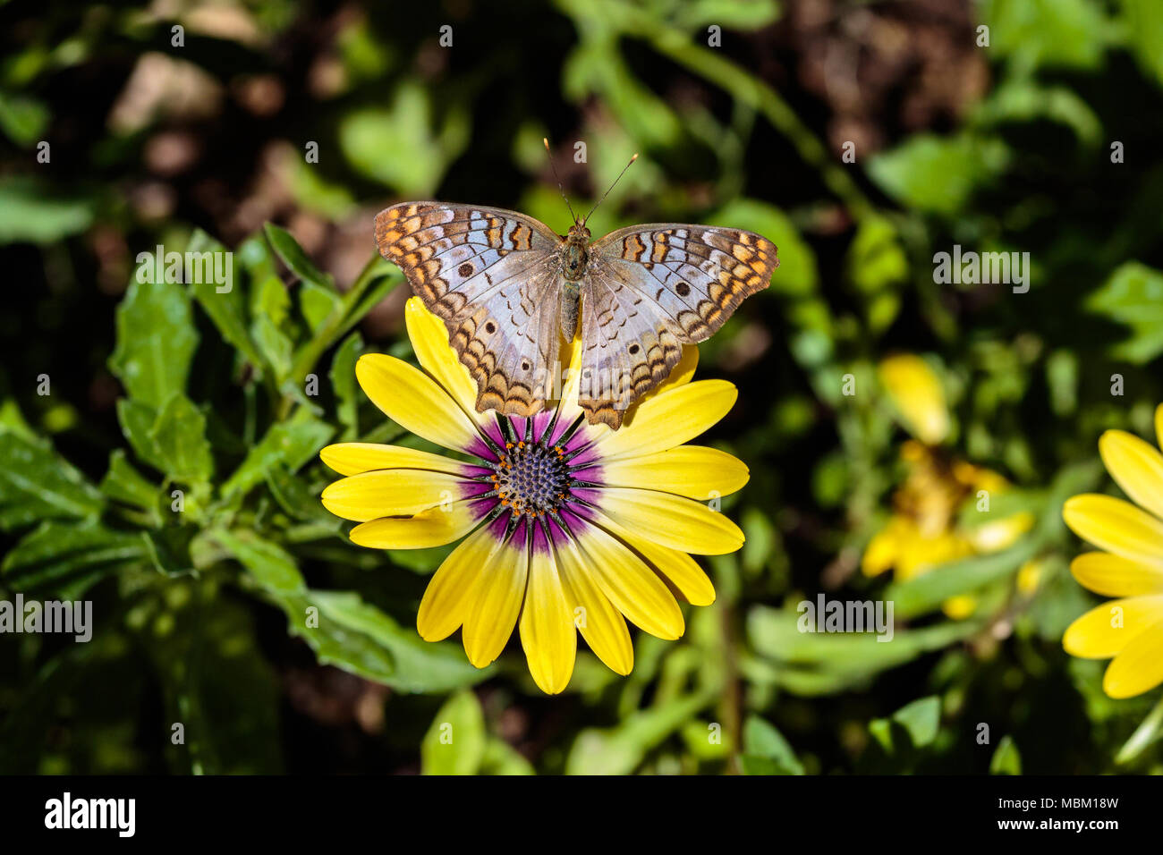 Paon blanc papillon sur fleur jaune, feuillage vert ; dans l'arrière-plan. Le désert de Sonora en Arizona. Banque D'Images