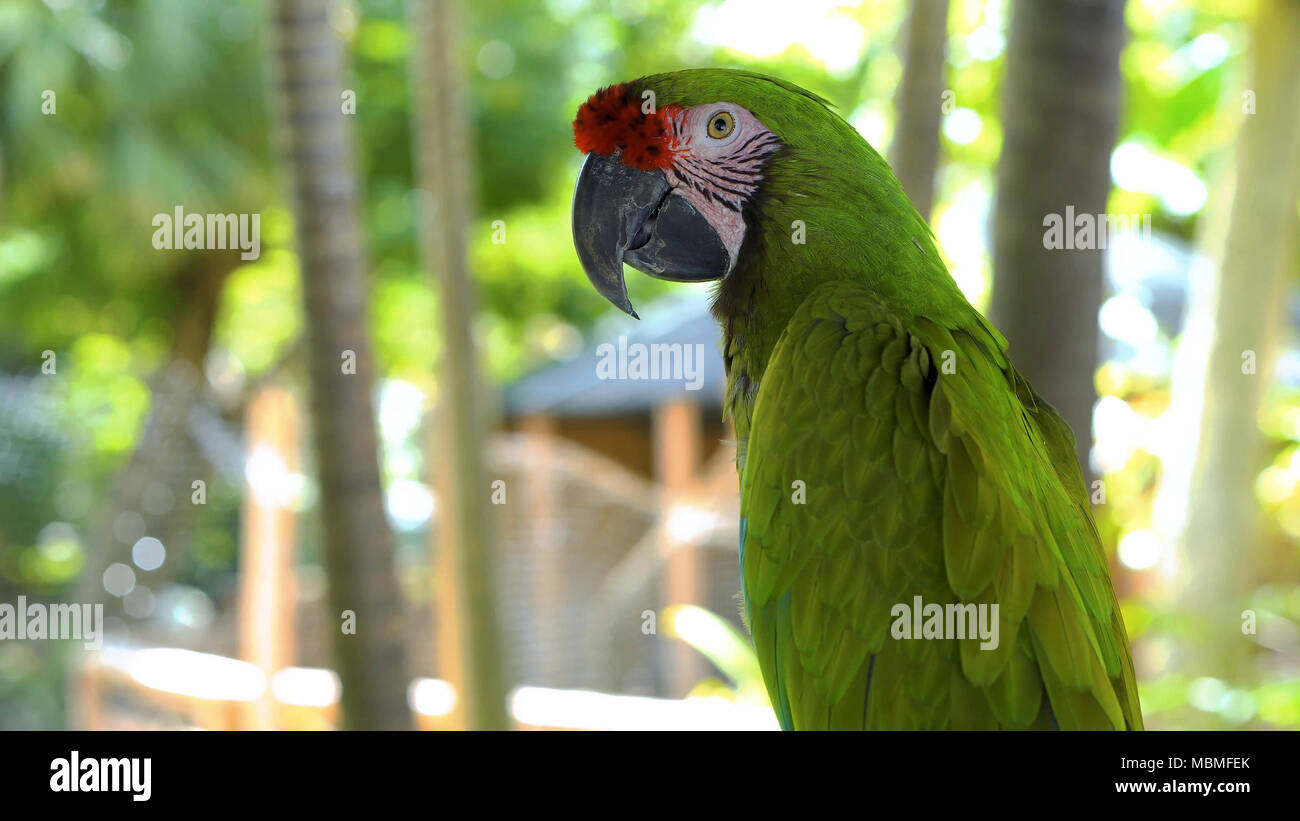 Un perroquet vert sur une branche Banque D'Images