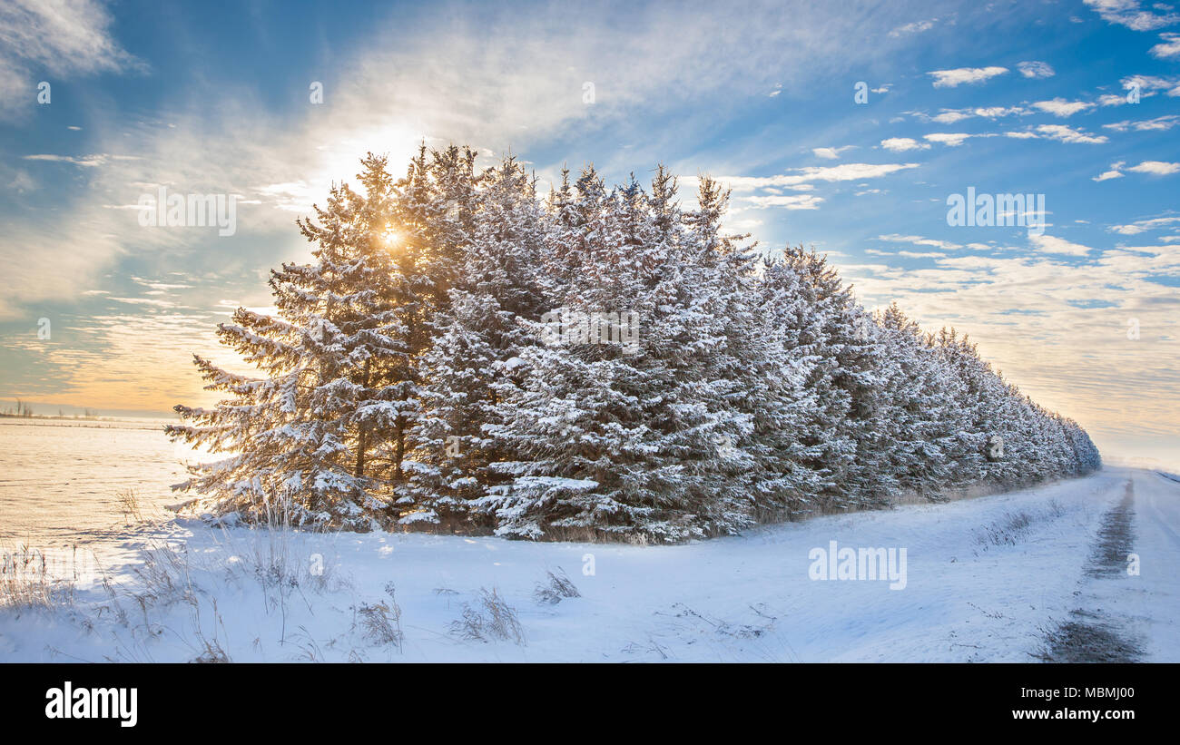 Le big tree line Banque D'Images
