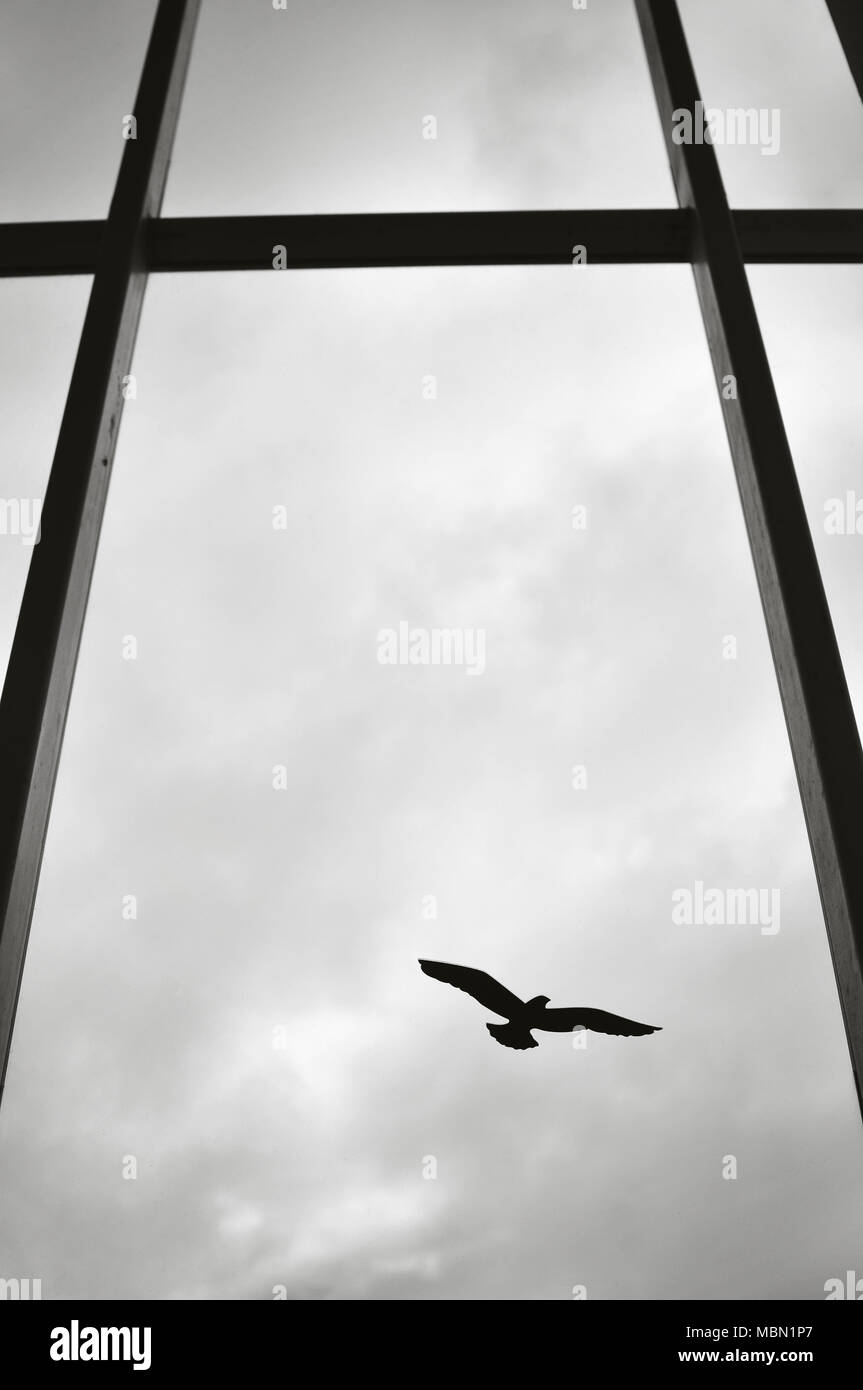Silhouette d'un seul oiseau sur une fenêtre d'un immeuble moderne. Banque D'Images