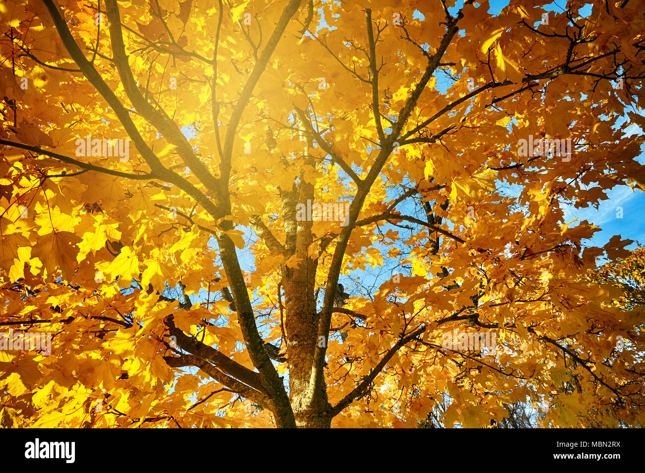 Par Sunburst jaune feuilles d'érable à l'automne. Banque D'Images