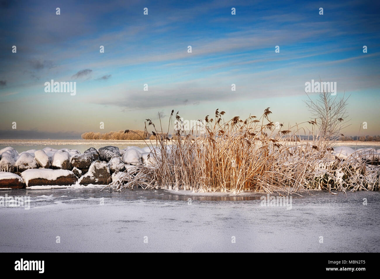 Reed et rochers par un lac en hiver. Banque D'Images