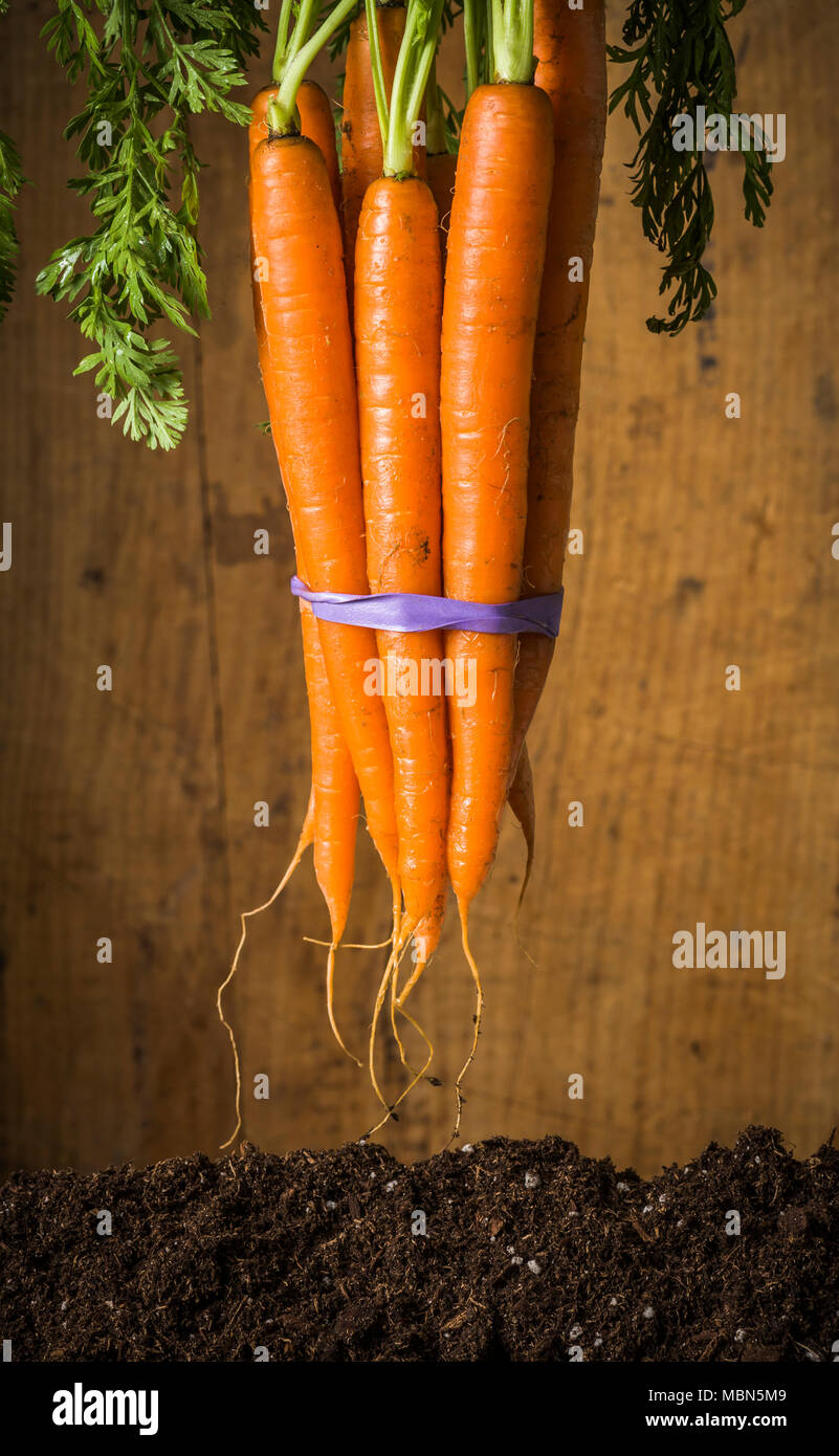 Studio still life of a bunch of carrots devant un arrière-plan en bois avec de la terre ci-dessous. Banque D'Images
