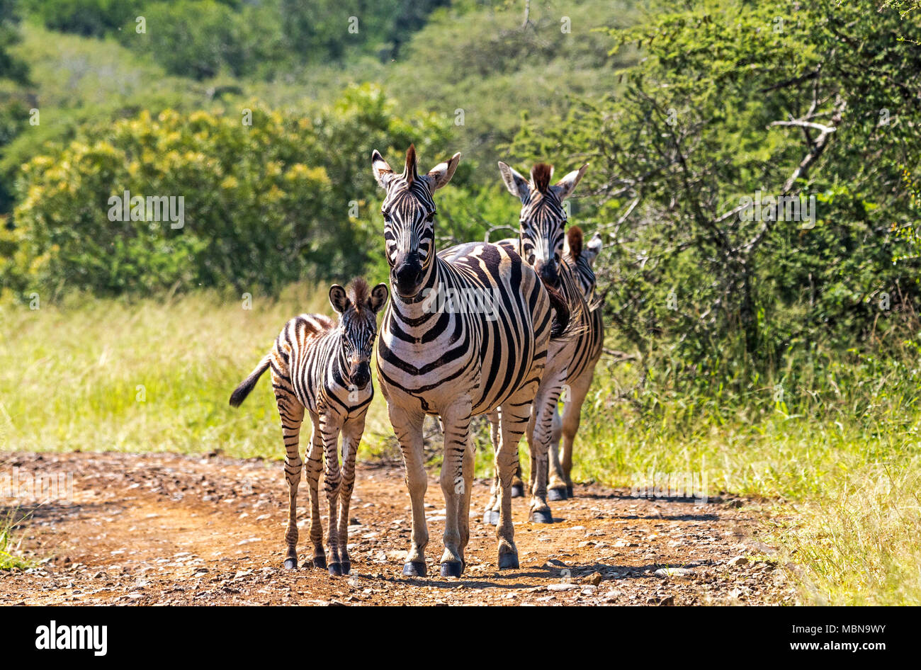 Groupe de Zebra sur chemin de terre sauvage dans la brousse naturelle paysage à Imfolozi Game Reserve Hluhluwe Zululand en, KwaZulu Natal, Afrique du Sud Banque D'Images