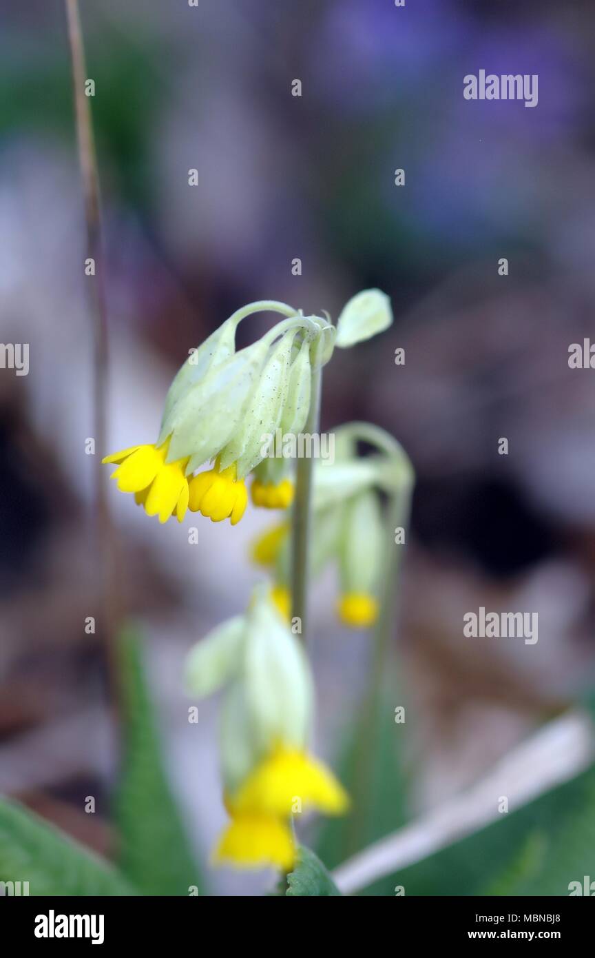 Primrose, coucou bleu commun, détail, fleur jaune au printemps Banque D'Images