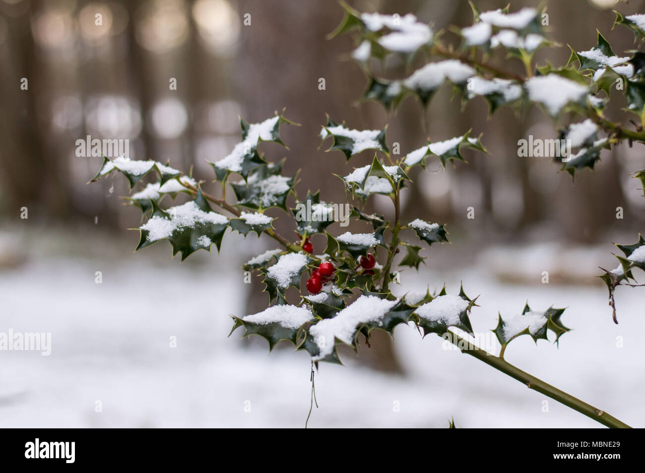 Buisson de houx dans la neige, avec des baies sur elle Banque D'Images