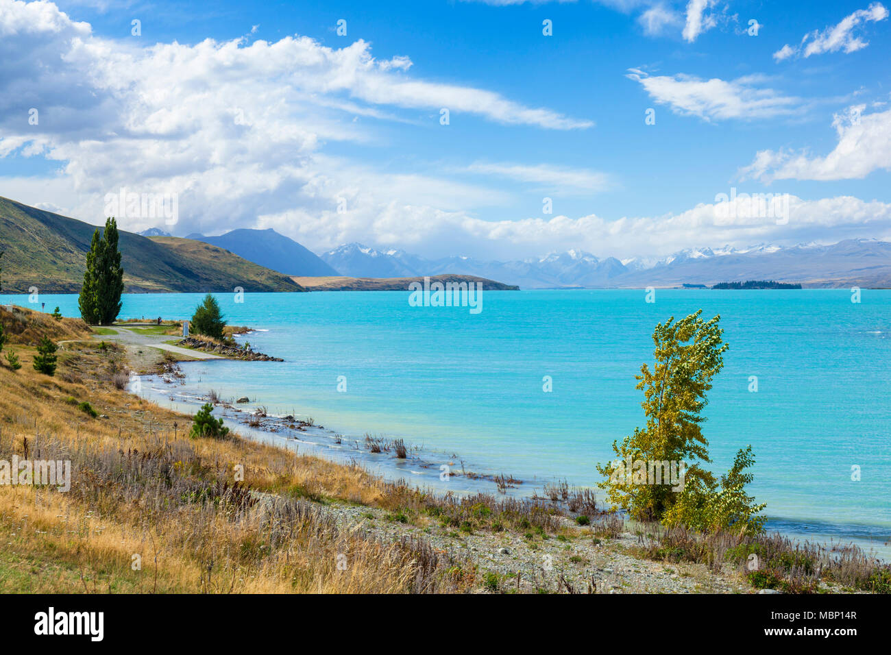 La Nouvelle-Zélande île du Sud Nouvelle-Zélande rive du lac glaciaire tekapo mackenzie district région canterbury NZ Nouvelle-Zélande Banque D'Images