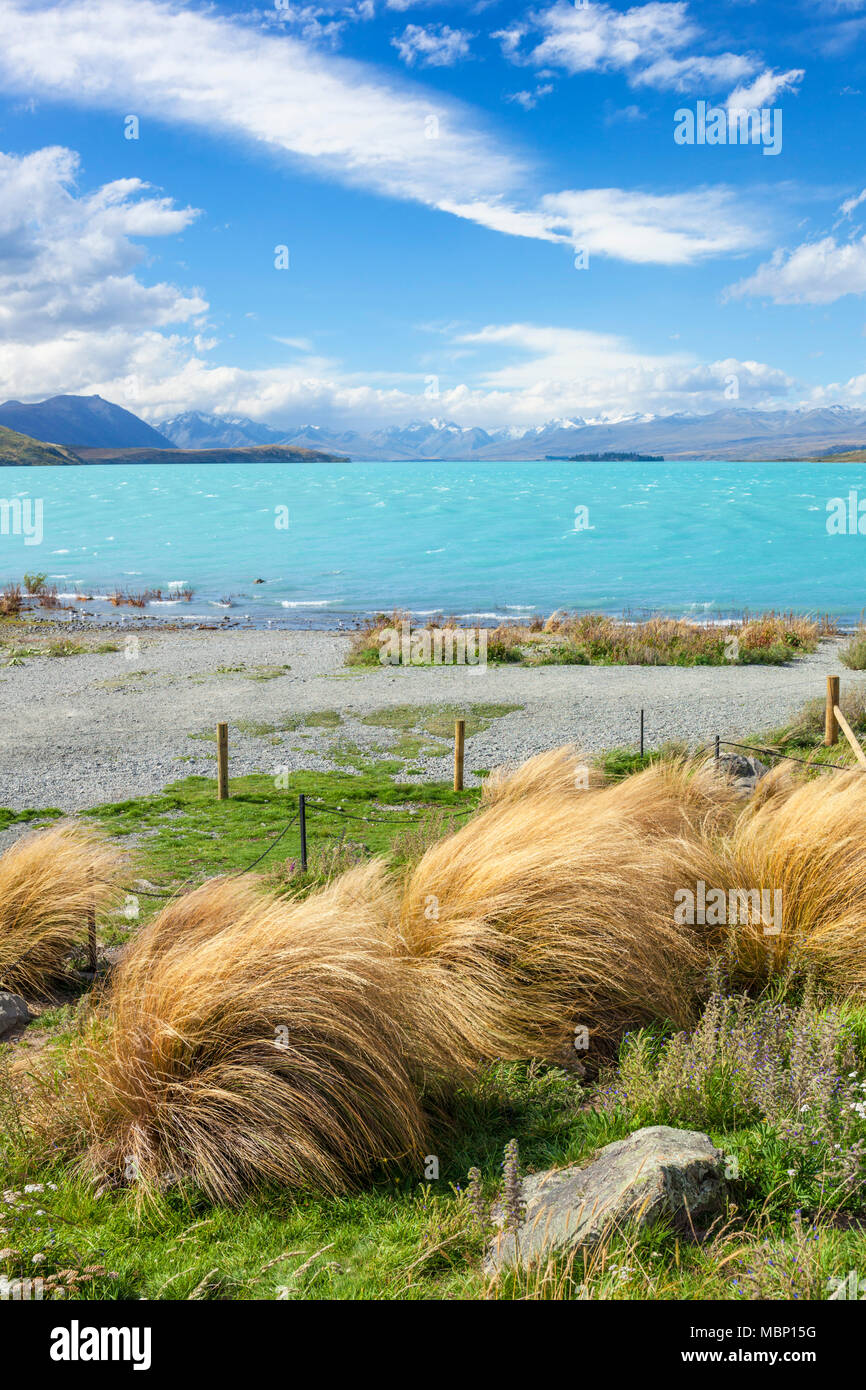 La nouvelle zelande lake tekapo nouvelle zélande fleurs et herbe à buttes dans le vent le lac Tekapo Nouvelle-Zélande île du sud nz Banque D'Images