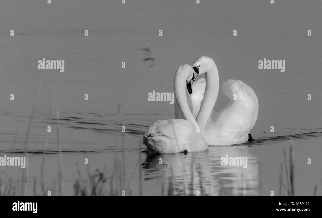 Cygne muet couple dancing Banque D'Images