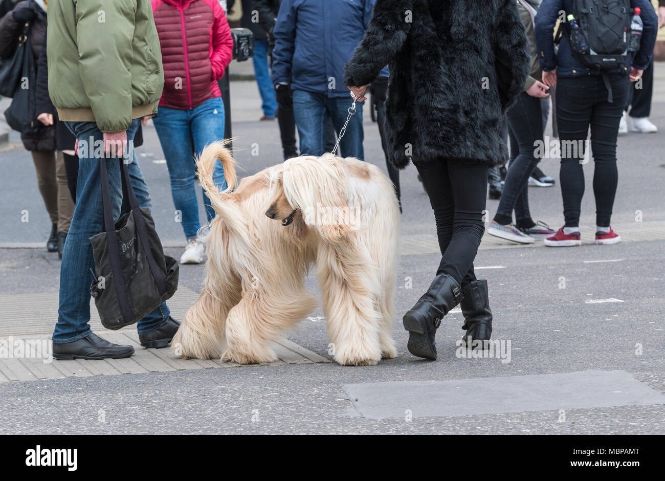 Chien Lévrier Afghan passage laisse à travers une route dans une petite ville du Royaume-Uni. Banque D'Images