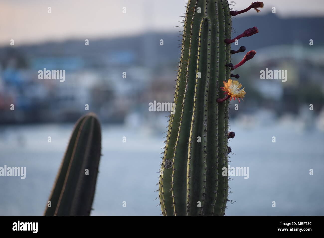 Cactus candélabres (Jasminocereus thouarsii) floraison sur la côte, en arrière-plan. Banque D'Images