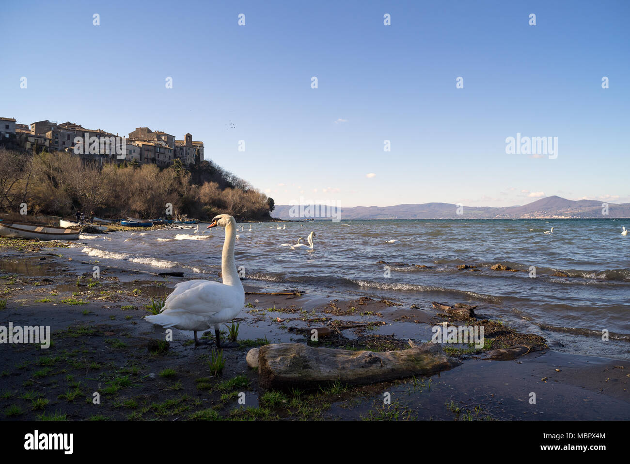 Le lac de Bracciano, Buckland, Rome, Italie, 02/10/2018 : un groupe de cygnes photographié sur les rives du lac de Bracciano à Anguillara Sabazia, Rome. Banque D'Images