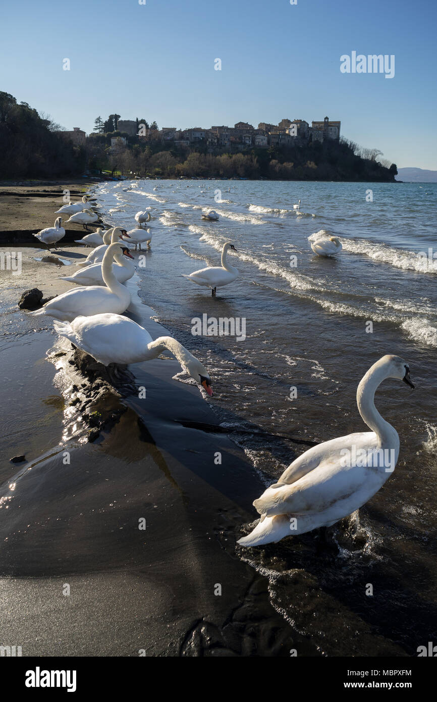 Le lac de Bracciano, Buckland, Rome, Italie, 02/10/2018 : un groupe de cygnes photographié sur les rives du lac de Bracciano à Anguillara Sabazia, Rome. Banque D'Images