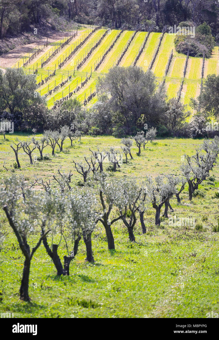 Photos prises sur le paysage verdoyant de l'arrière-pays de l'île de Porquerolles balade à travers les oliviers et les vignes Banque D'Images