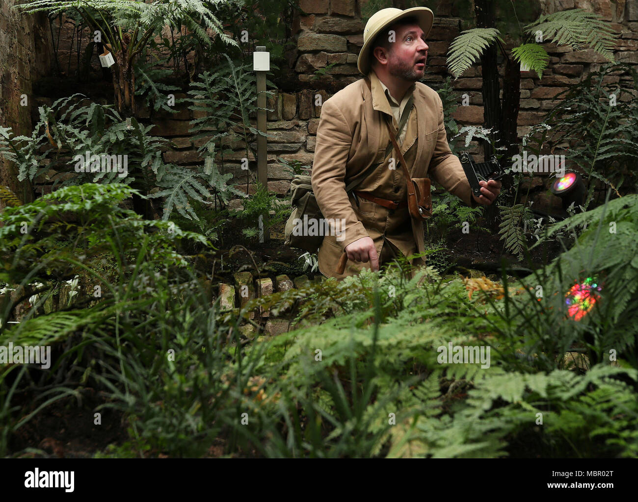 L'acteur Jason Parkes joue le collectionneur d'usine « E. H. Wilson' à la réouverture officielle du Ravine tropical dans les jardins botaniques de Belfast après une rénovation de 3,8 M£. Banque D'Images