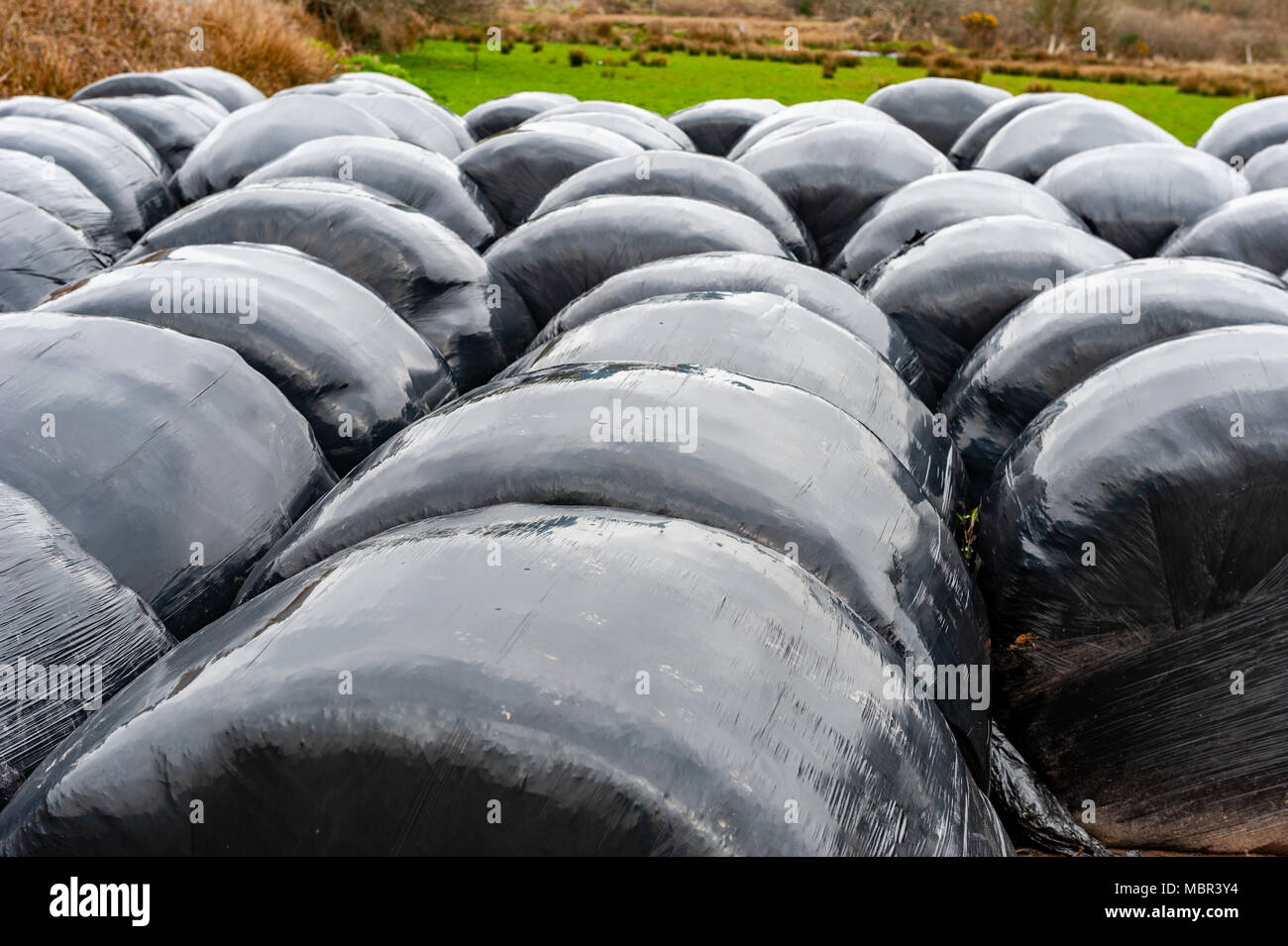 Boites d'aliments pour animaux dans un champ pendant la crise du fourrage dans le comté de Cork, Irlande. Banque D'Images