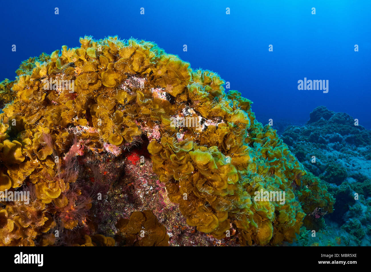Vue sous-marine de l'algue à feuilles de ventilateur (Lobophora variegata) dans la réserve marine de Mar de las Calmas (El Hierro, îles Canaries, mer Atlantique, Espagne) Banque D'Images