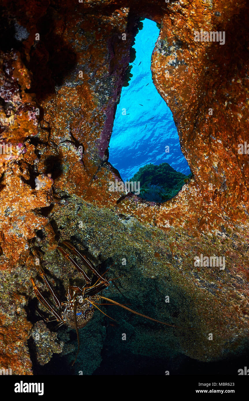 Brown (langouste Panulirus echinatus) dans une caverne à Mar de las Calmas Marine Reserve (El Hierro, Îles Canaries, Espagne) Banque D'Images