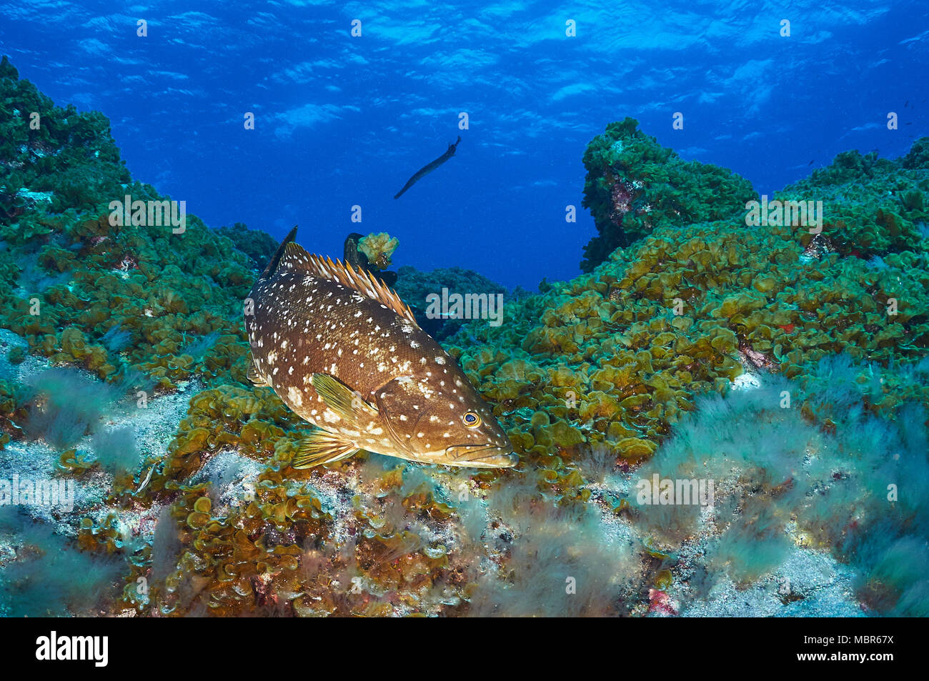 Island mérous (Mycteroperca fusca) à Mar de las Calmas Marine Reserve (El Hierro, Îles Canaries, Espagne) Banque D'Images