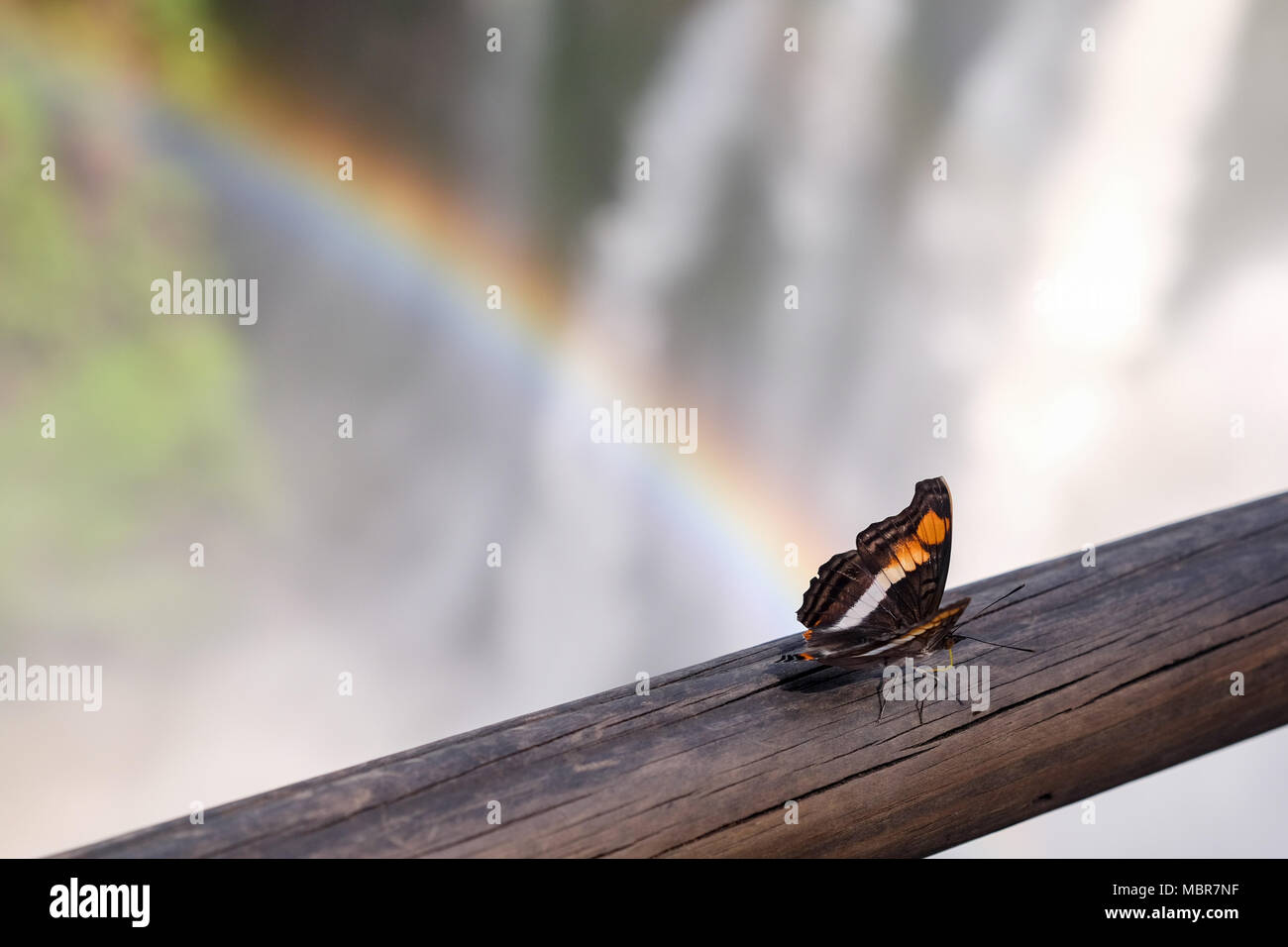 Un marron, orange et blanc papillon avec une cascade et arc-en arrière-plan. Banque D'Images